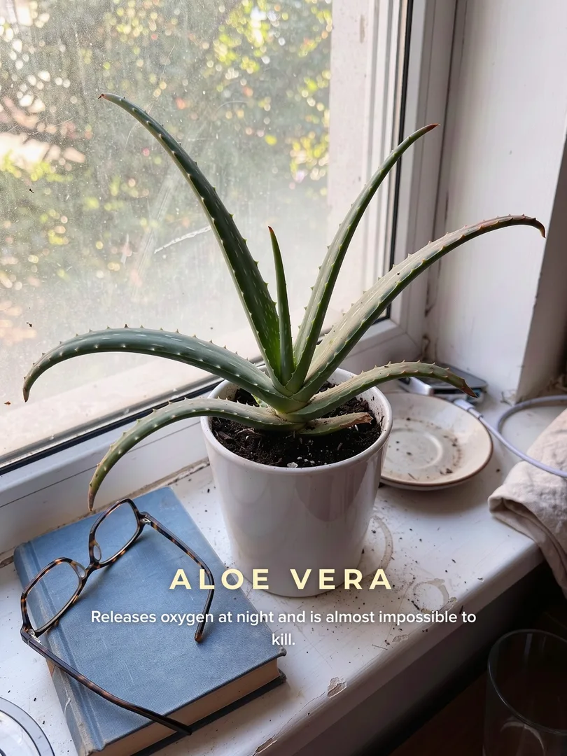 Slide 5: an aloe vera by the window