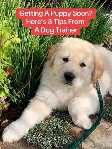 Golden puppy on grass under a red text box with tips from a dog trainer