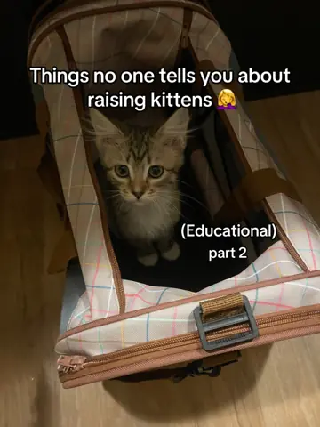 First slide: Things no one tells you about raising kittens 🤦‍♀️ / (Educational) / part 2