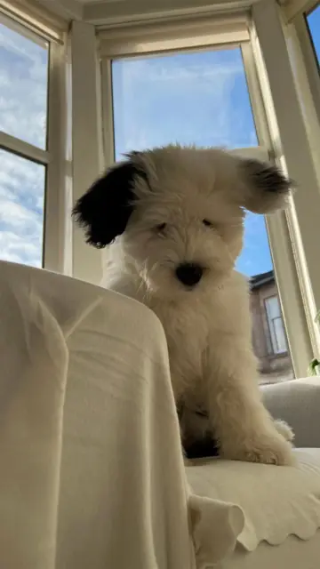 First slide: Silent pet photo dump: one fluffy pet, 7 phone shots from pet-eye level with zero overlay text, cuteness carri