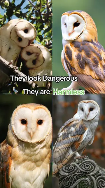 First slide: They look Dangerous They are Harmless