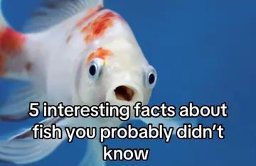 First slide: 5 interesting facts about fish you probably didn't know