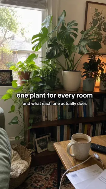 First slide: one plant for every room / and what each one actually does