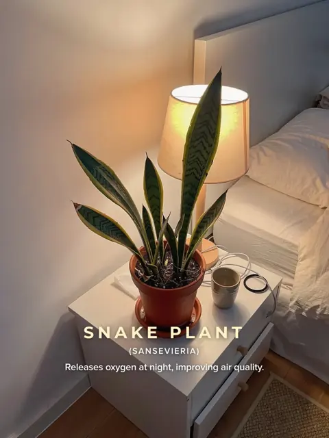 Remake slide 2: snake plant under a bedside lamp