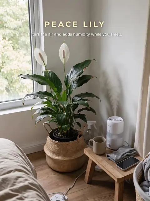 A peace lily in a woven basket next to a humidifier, text reads peace lily